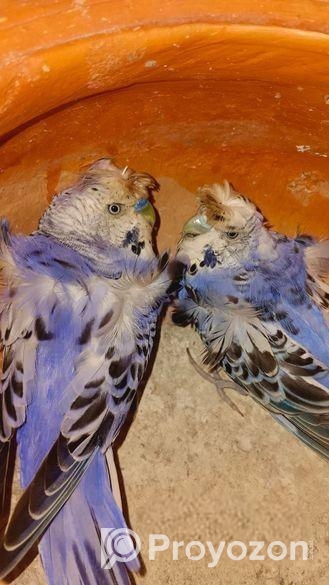 জাপানিজ বাজিগার