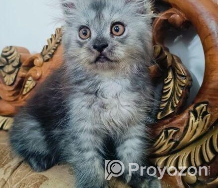 Persian Cat
