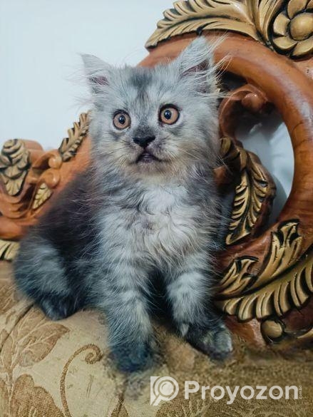 Persian Cat