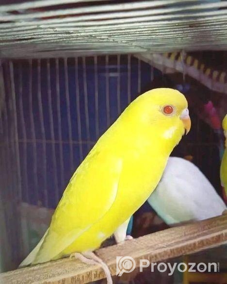 লুটেনো বাজরিগার পাখি