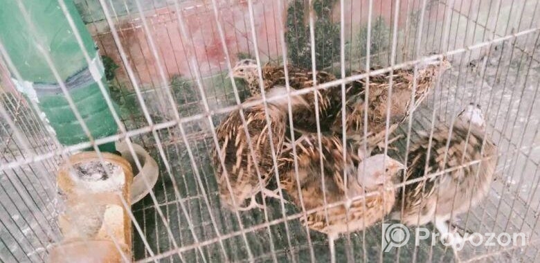 কোয়েল পাখি