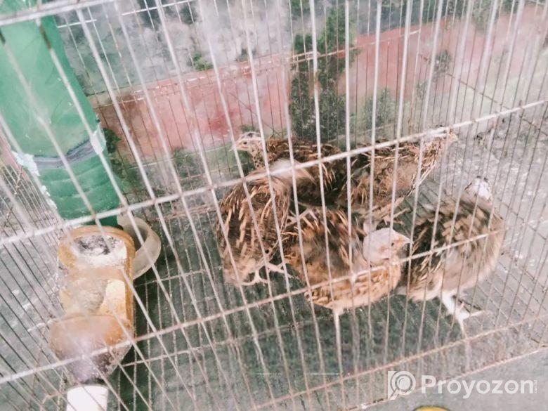 কোয়েল পাখি