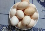 অরজিনাল ব্রাহামা মুরগী বিজ ডিম