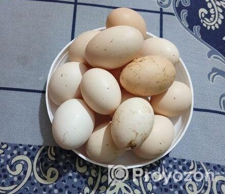অরজিনাল ব্রাহামা মুরগী বিজ ডিম