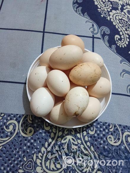 অরজিনাল ব্রাহামা মুরগী বিজ ডিম