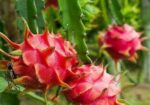 Fresh Farm Dragon Fruit – Sweet & Healthy Home Del