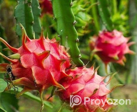 Fresh Farm Dragon Fruit – Sweet & Healthy Home Del