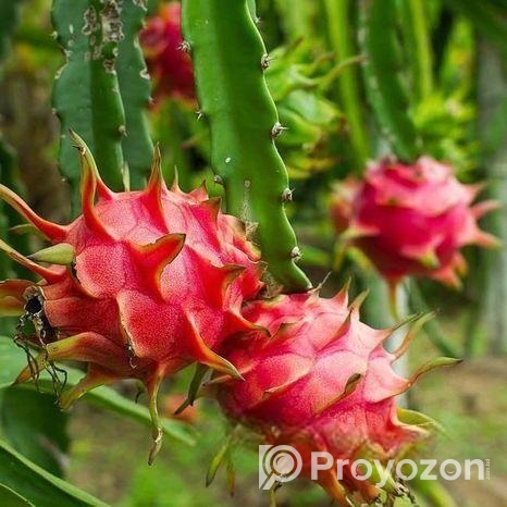 Fresh Farm Dragon Fruit – Sweet & Healthy Home Del
