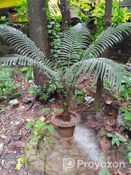 সাইকাস গাছ