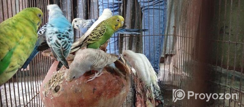 বাজরিগার পাখি