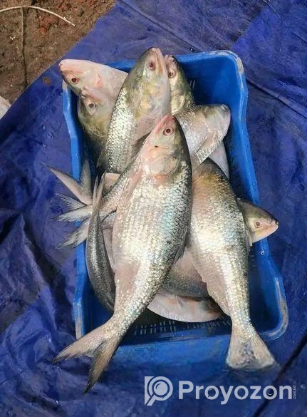 চাঁদপুরের অরিজিনাল লোকাল রুপালি ইলিশ