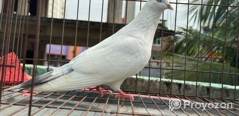 Kobutor bikri