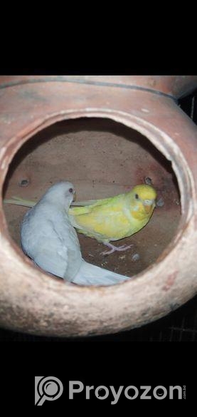 বাজরিগার পাখি