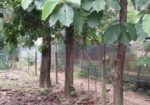 গাছ বিক্রয় হবে