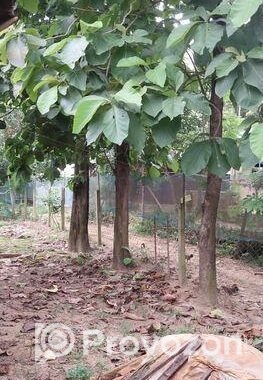 গাছ বিক্রয় হবে