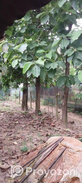 গাছ বিক্রয় হবে