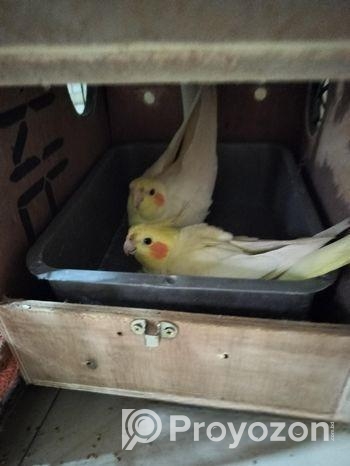 Cokatel Dim Soho Pakhi