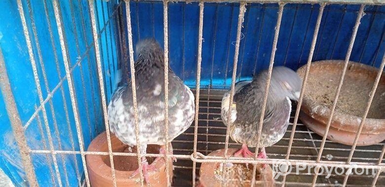 ৬ খোপের খাচাসহ ১০ টা ভালো জাতের ছাড়াছাড়ির লাইনের