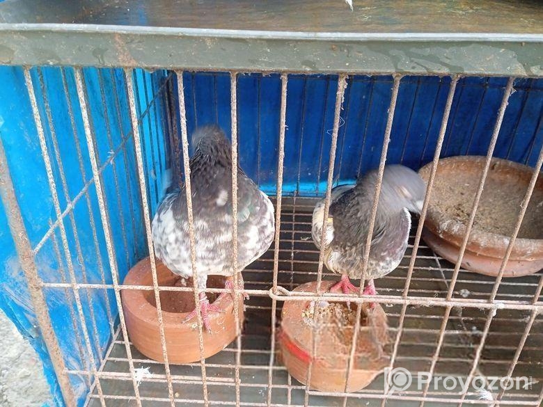 ৬ খোপের খাচাসহ ১০ টা ভালো জাতের ছাড়াছাড়ির লাইনের