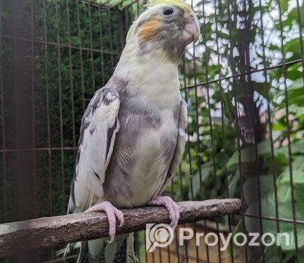 কোকাটেল পাখি