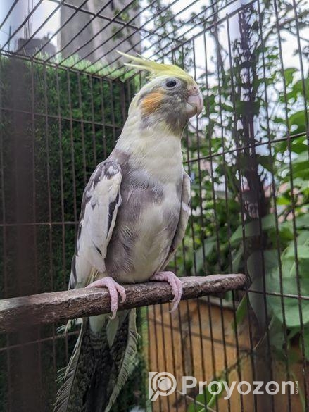 কোকাটেল পাখি