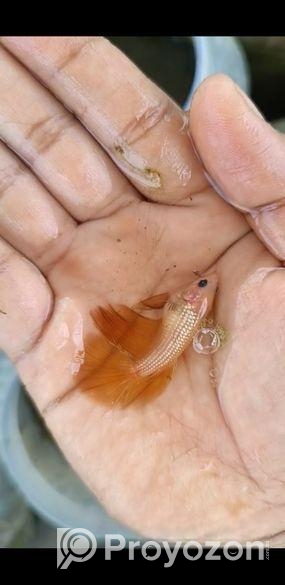 এই ফাইটার মাছগুলো খুবই ভালো হবে