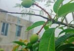 আম গাছ