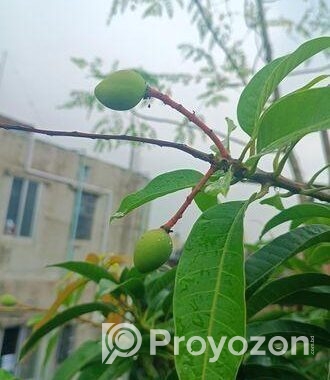 আম গাছ