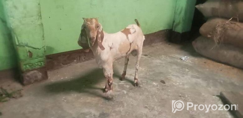 পাঠা ছাগল বিক্রি করা হবে