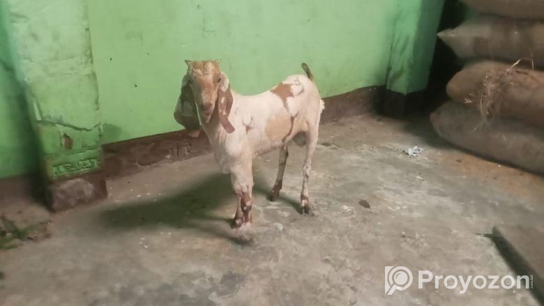 পাঠা ছাগল বিক্রি করা হবে