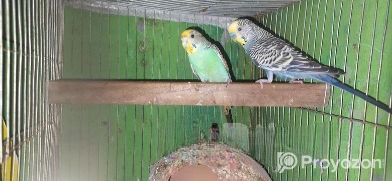 বাজরিগার বিক্রি হবে