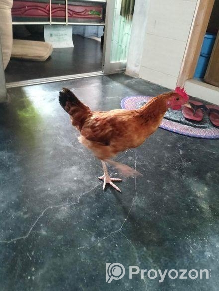 দেশি মোরগ