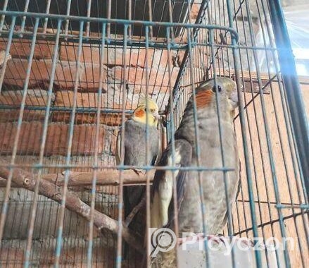 গেঁড়ে কোকাটেল পাখি
