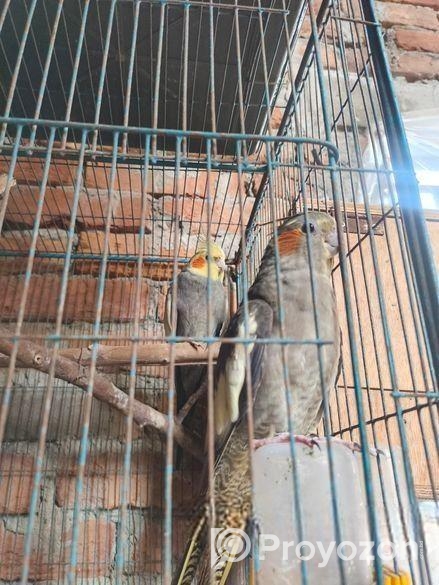 গেঁড়ে কোকাটেল পাখি