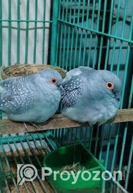 ডায়মন্ড ডাভ মাস্টার পেয়ার