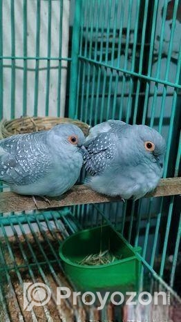 ডায়মন্ড ডাভ মাস্টার পেয়ার