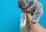 Persian Adult female for sale.