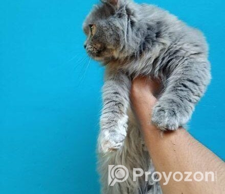 Persian Adult female for sale.