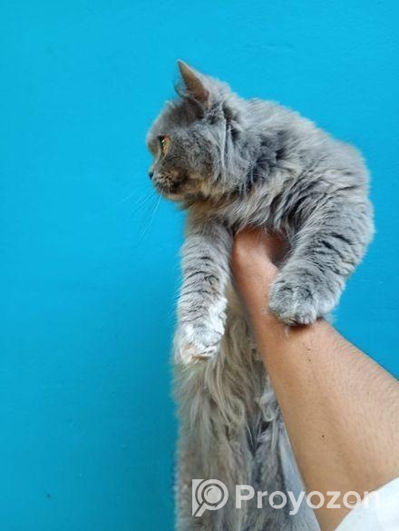 Persian Adult female for sale.