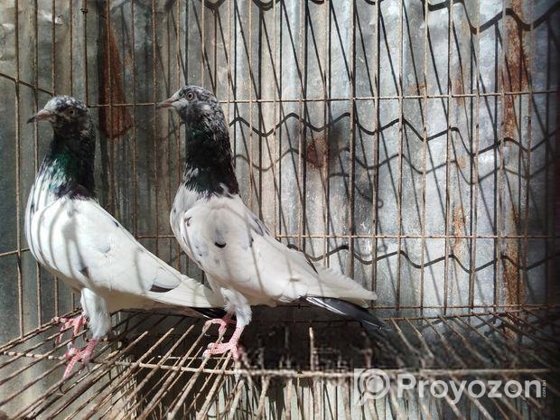 টেডি কবুতর।