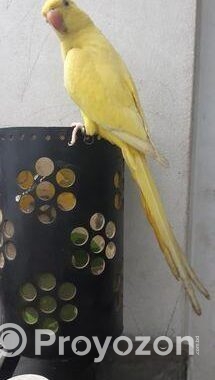 Yellow Ringneck Full Tame