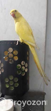 Yellow Ringneck Full Tame