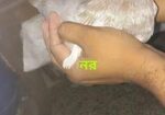 এক জোড়া কবুতর বিক্রয়