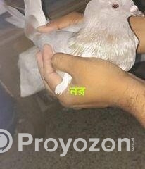 fitted-6_2025-08-25_09-52-38
