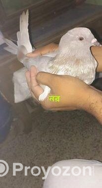 এক জোড়া কবুতর বিক্রয়
