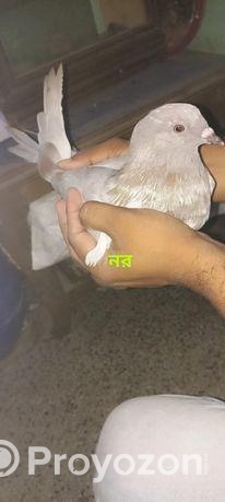 এক জোড়া কবুতর বিক্রয়