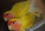 Love Birds