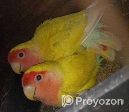Love Birds