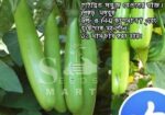 থাই সবুজ লম্বা বেগুন