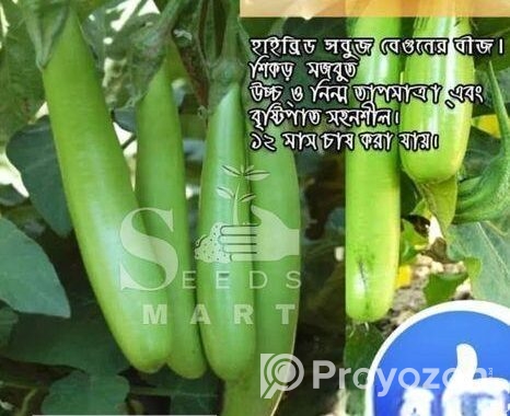 থাই সবুজ লম্বা বেগুন